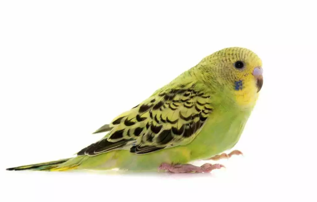 budgie care sheet