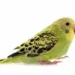 Budgie Care Guide