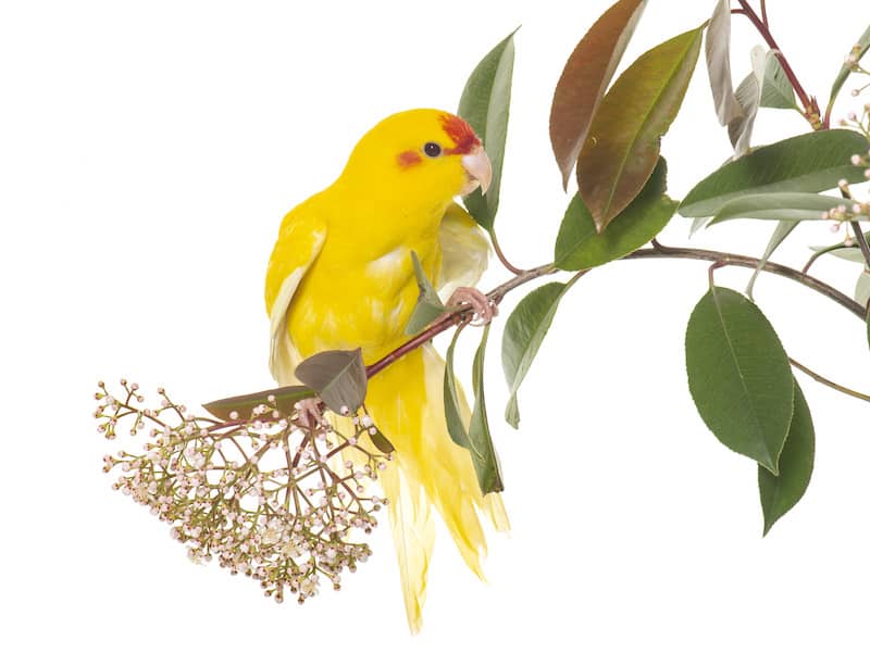 parakeet care information