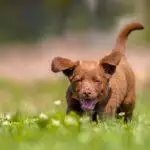 Can Dogs Get Hay Fever?