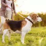 Can I Walk My Dog During UK's Coronavirus Lockdown?