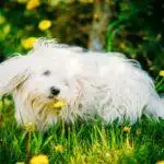 Do Our Pets Make Hay Fever Worse?