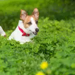 Are Antihistamines For Dogs Safe?