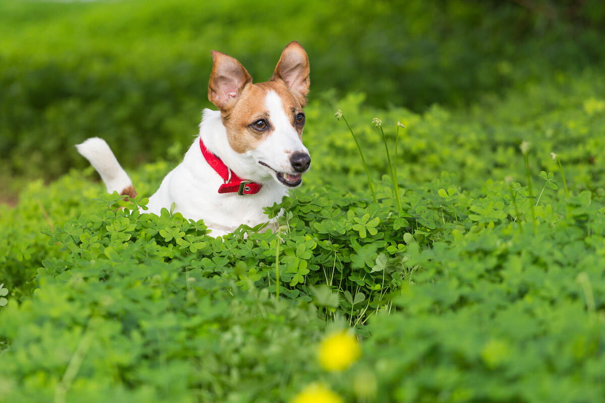 can you give dogs antihistamines uk