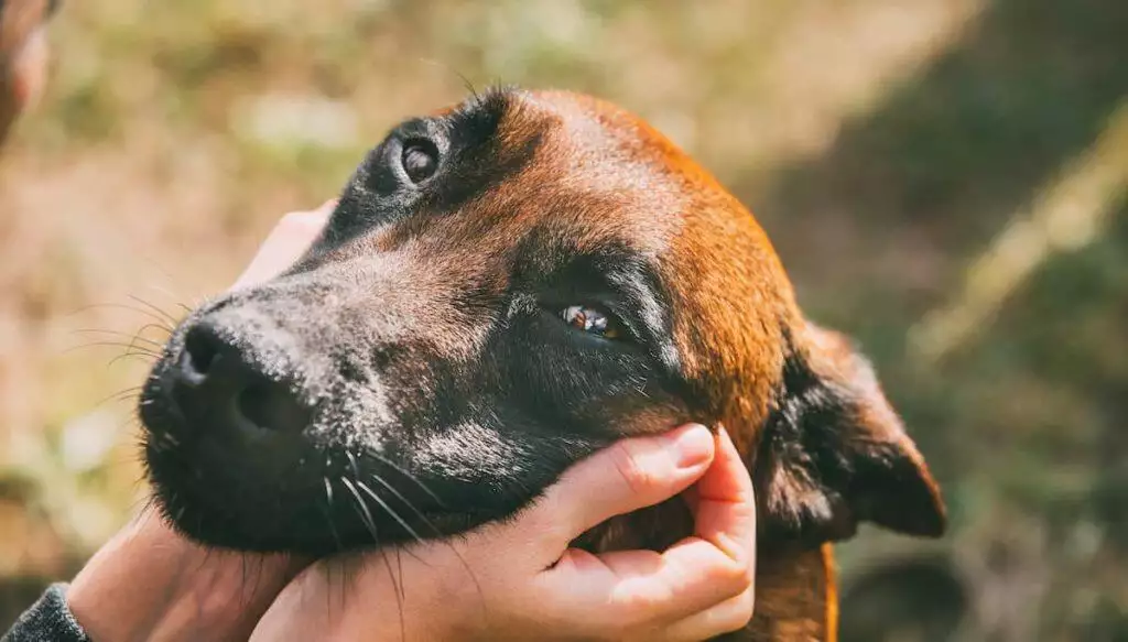 Caring for Dogs and Cats with Lumps