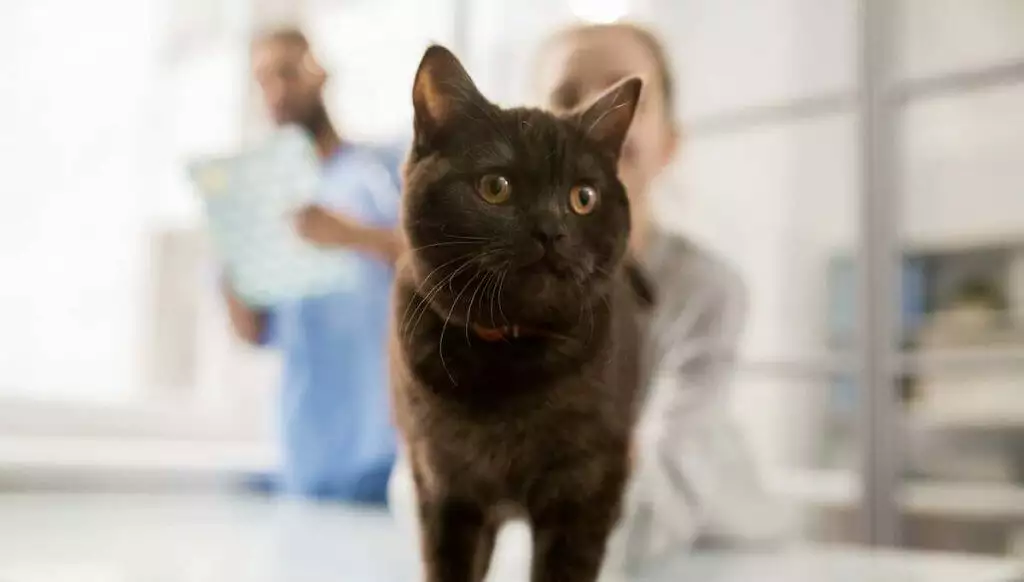 Caring for Cats with Lower Urinary Tract Disease