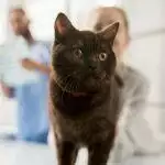 Caring for Cats with Feline Lower Urinary Tract Disease (FLUTD)