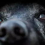 Caring for Elderly Pets