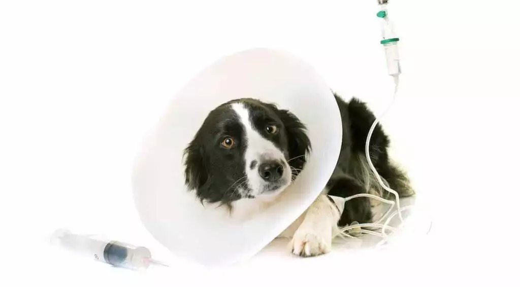 Caring for pets with chronic diarrhoea