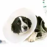 Caring for Pets with Chronic Diarrhoea