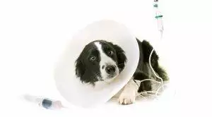 Caring for pets with chronic diarrhoea