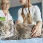 Caring for Pets with Kidney Disease
