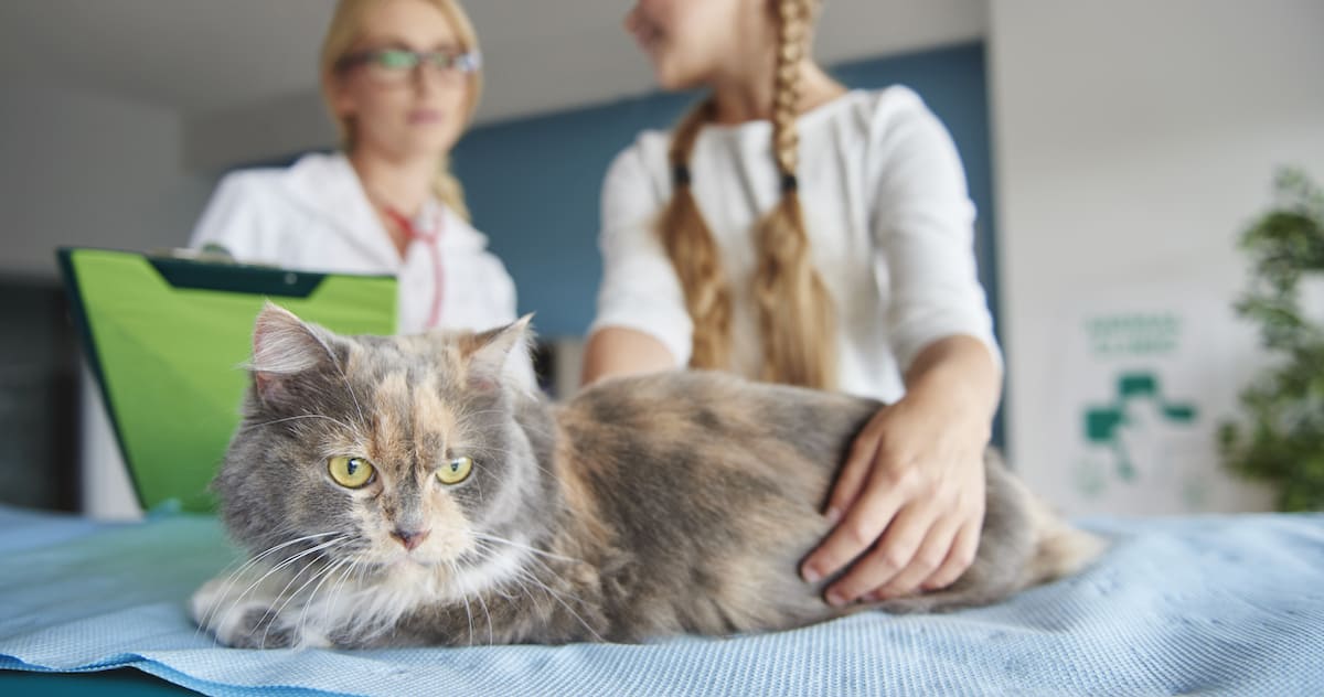 Caring for Pets with Kidney Disease Petz