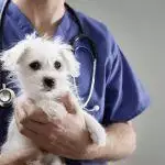 Caring for Pets with Liver Disease