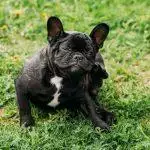 Caring for Pets with Food Allergies