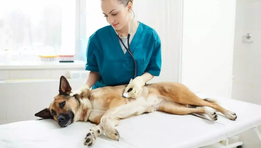 Caring For Pets With Heart Disease