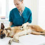 Caring for Pets with Heart Disease