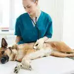 Caring for Pets with Heart Disease