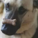 Carob - The Chocolate That's Safe For Dogs