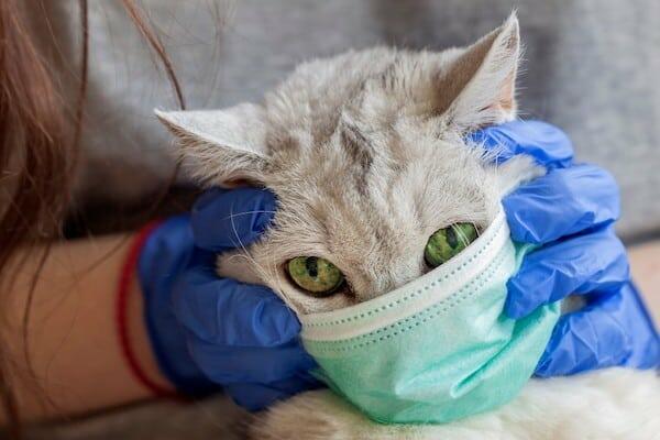 why pets dont need masks for coronavirus