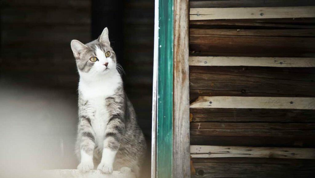 What to do with a stray cat