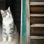 What To Do If You Find A Stray Cat