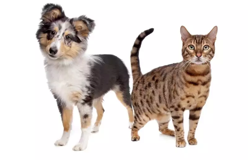 protecting pets from coronavirus