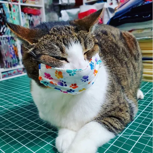 why cats shouldnt wear masks covid