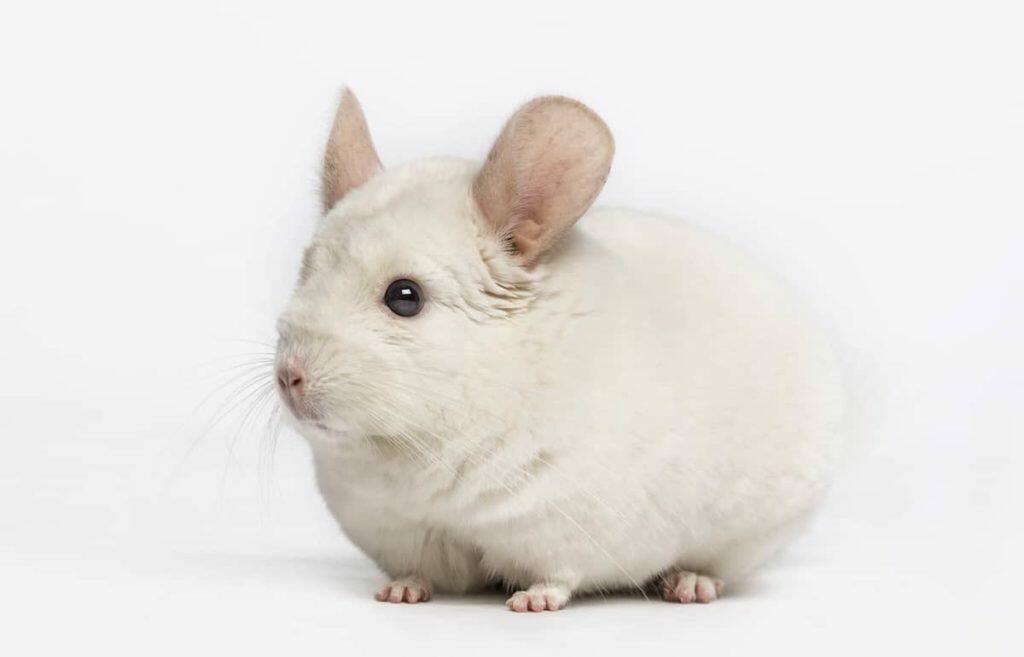 chinchilla care sheet
