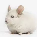 Chinchilla Care Guide