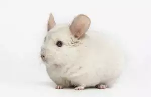 Chinchilla Care Guide