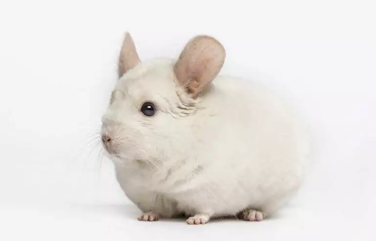 chinchilla care sheet