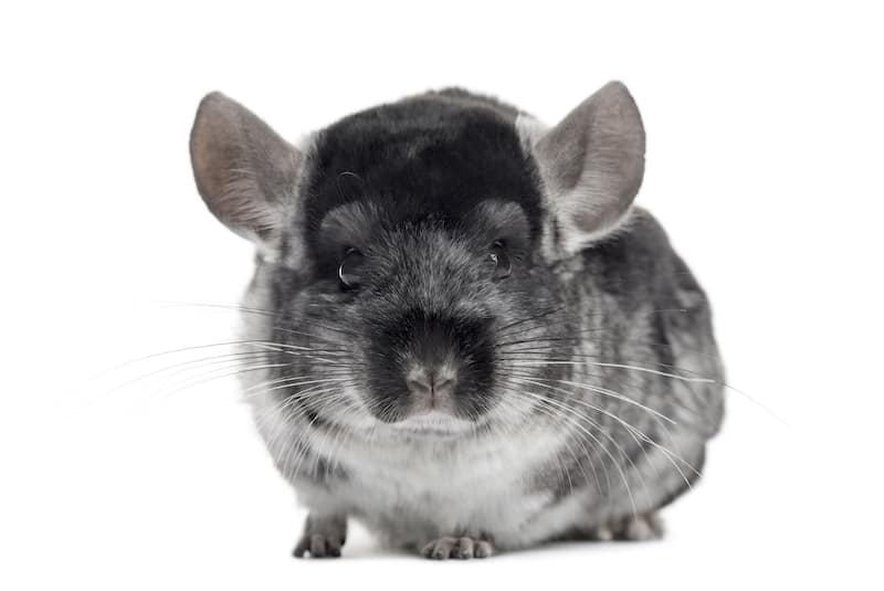 chinchilla illness guide