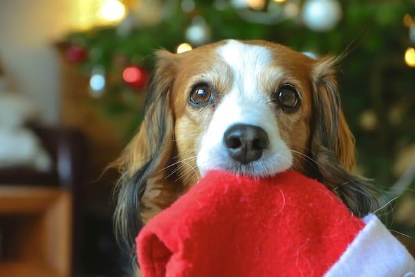 christmas movie pet names