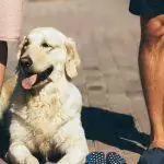 Dogs In Heat: Everything You Need To Know