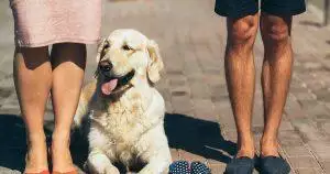 Dogs In Heat: Everything You Need To Know