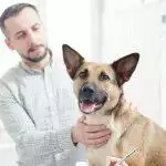 Caring for Recovering Pets