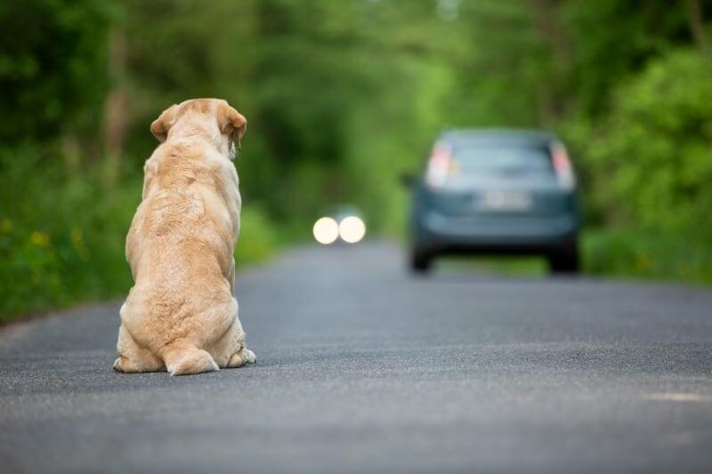 abandoning your dog due to pandemic
