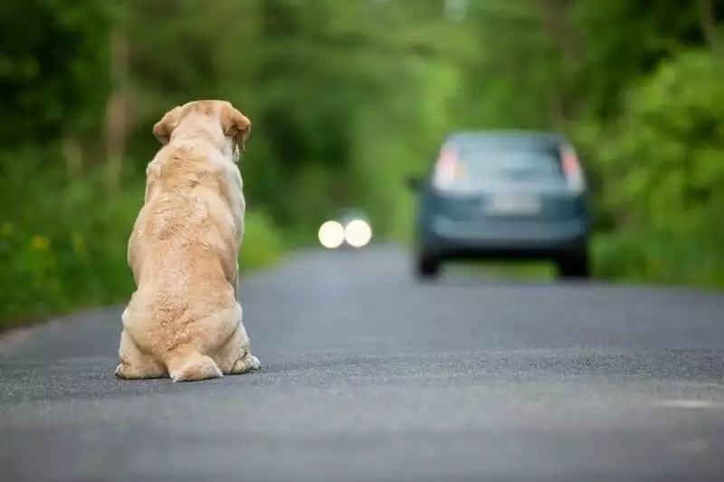 abandoning your dog due to pandemic