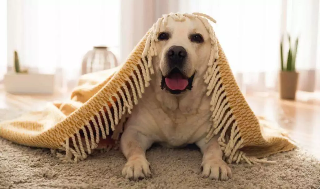 How To Calm An Anxious Dog When Guests Are Visiting