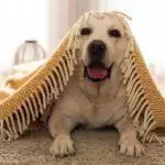 How To Calm A Dog With A Fear Of Strangers