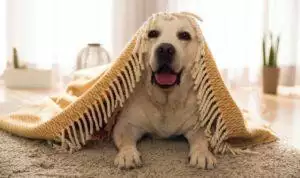 How To Calm An Anxious Dog When Guests Are Visiting