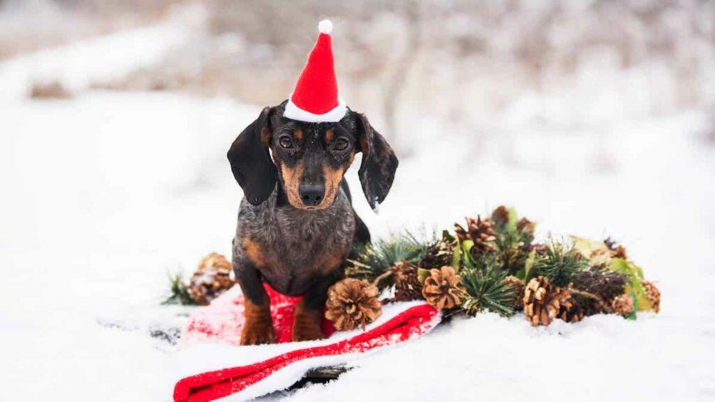 Dachshund Christmas Presents