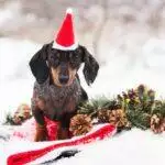 Gifts for Dachshund Lovers