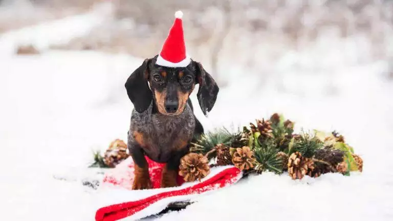 Dachshund Christmas Presents