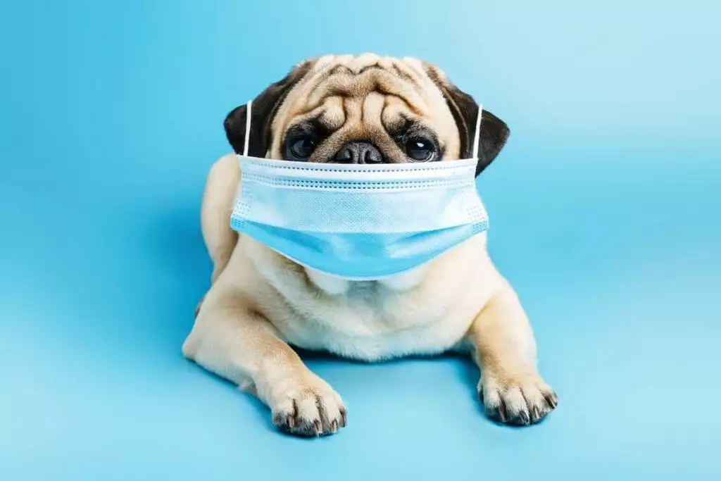 does my pet need a face mask for coronavirus?