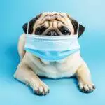 The Dangerous Instagram Trend That's Harming Your Pets