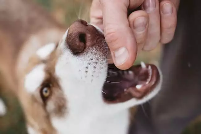 examining a dog's teeth