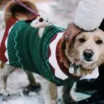 Do Pets Understand Christmas?