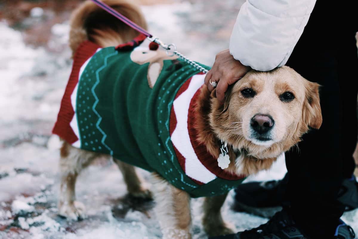 Do Dogs Understand Christmas